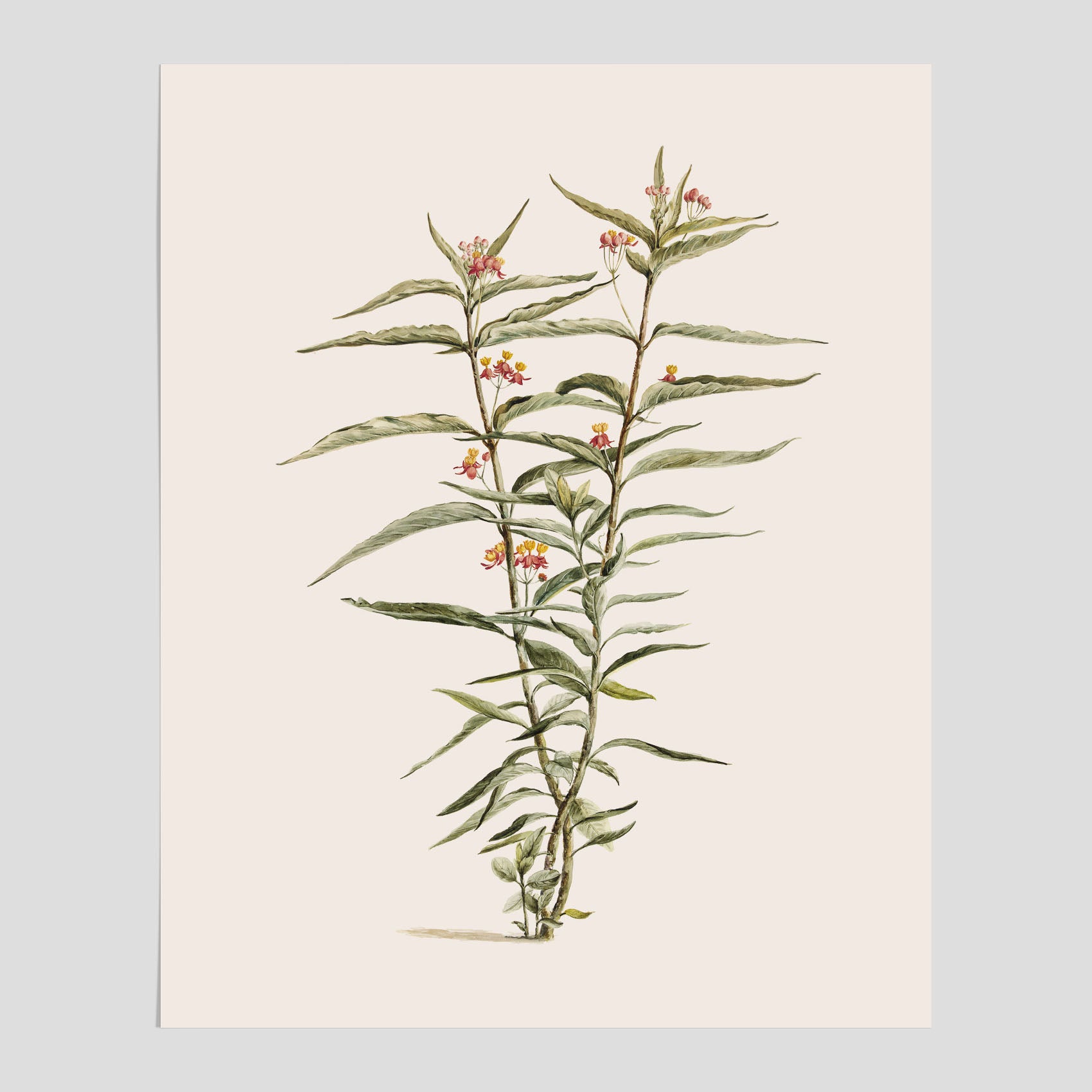 Vintageposter med en botanisk illustration föreställande en röd sidenört