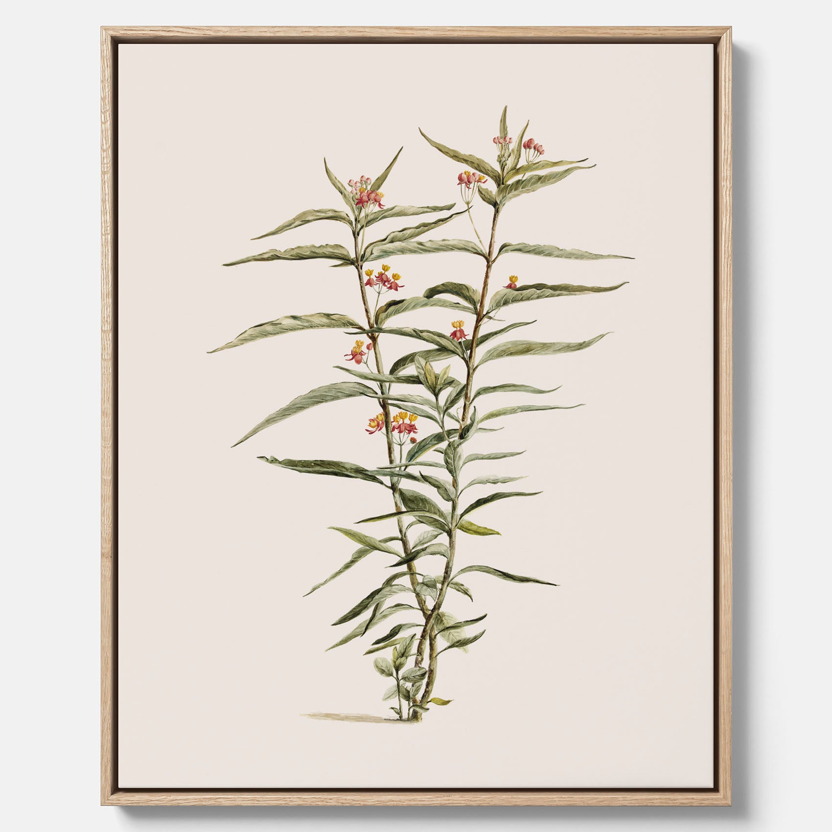 Vintageprint på canvas med en botanisk illustration föreställande en röd sidenört