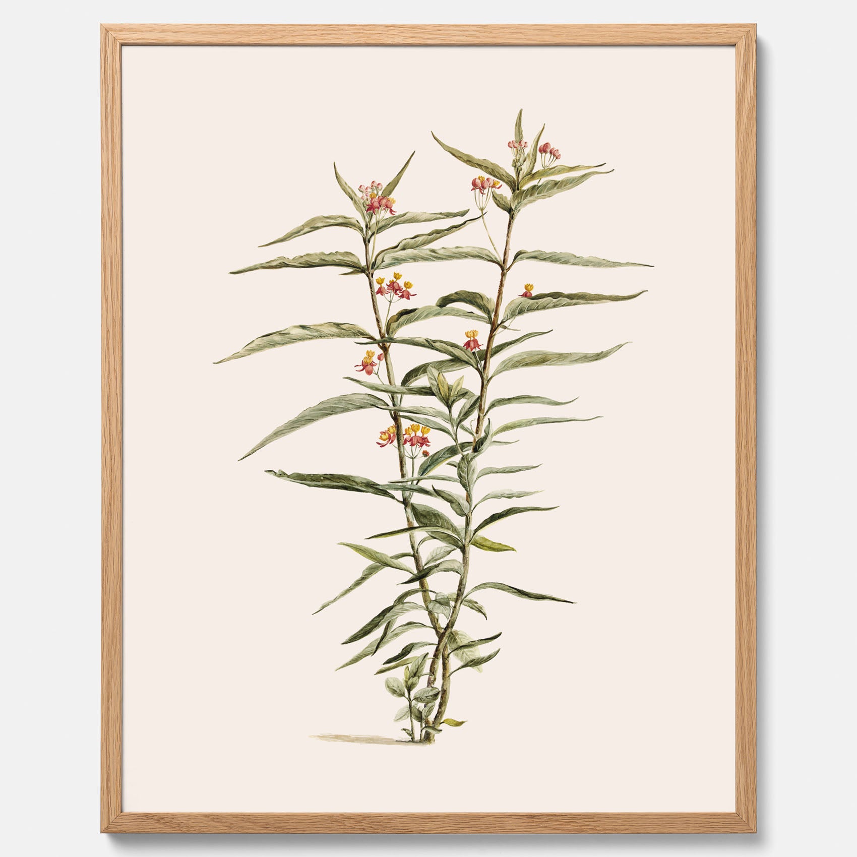 Vintageposter med en botanisk illustration föreställande en röd sidenört
