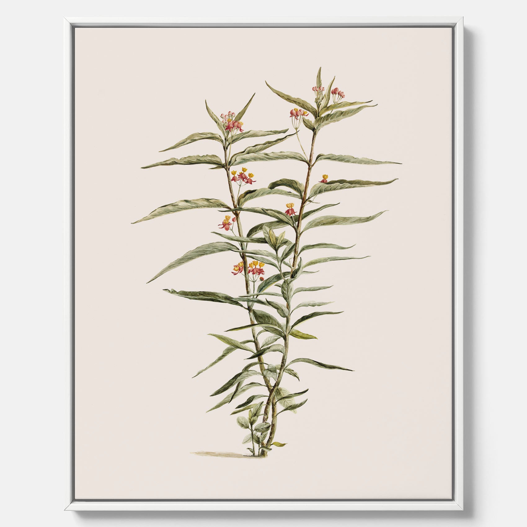 Vintageprint på canvas med en botanisk illustration föreställande en röd sidenört