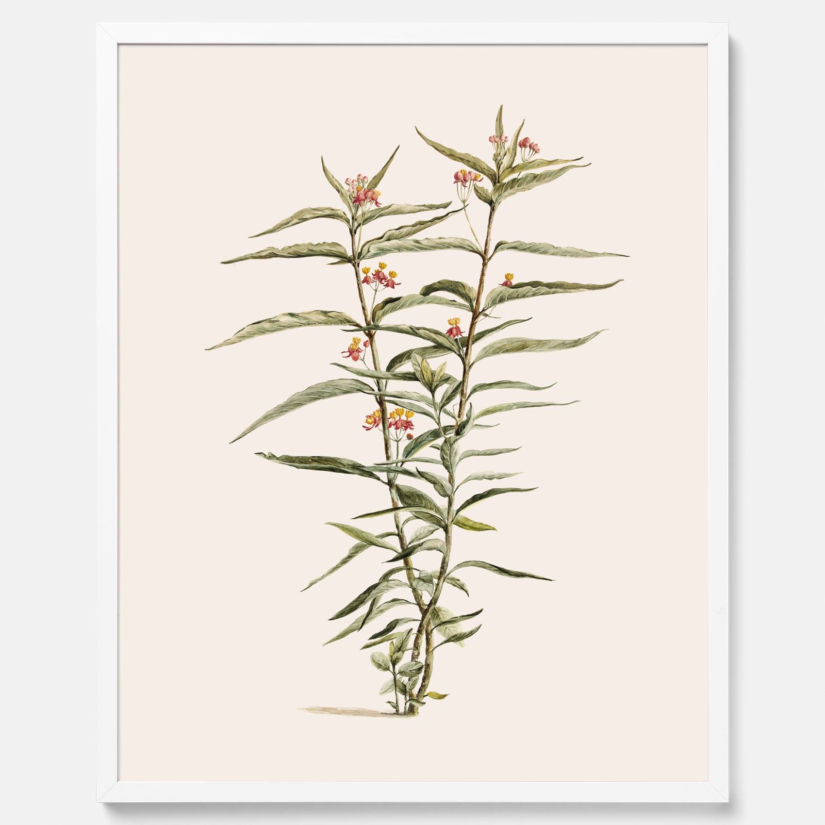 Vintageposter med en botanisk illustration föreställande en röd sidenört