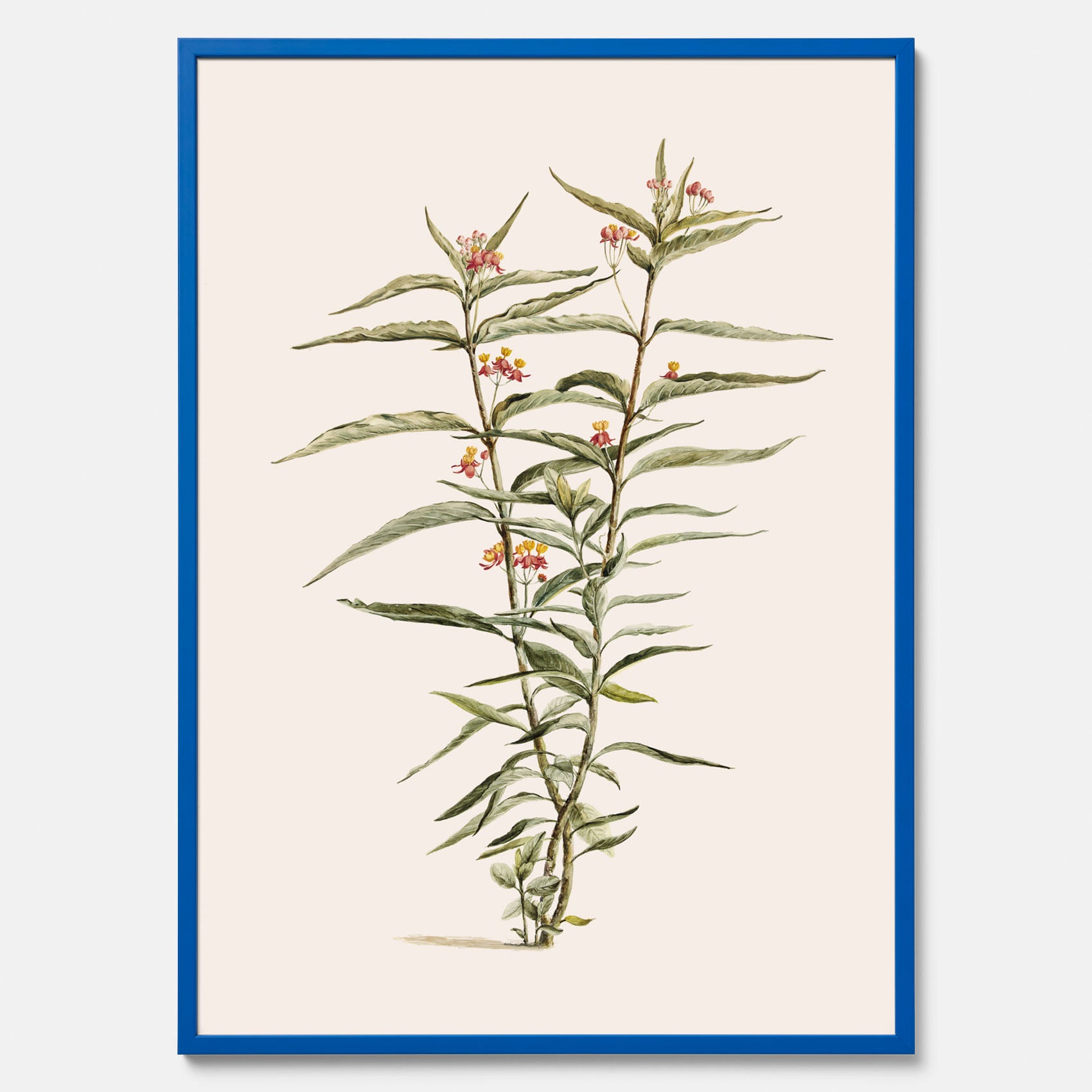 Vintageposter med en botanisk illustration föreställande en röd sidenört