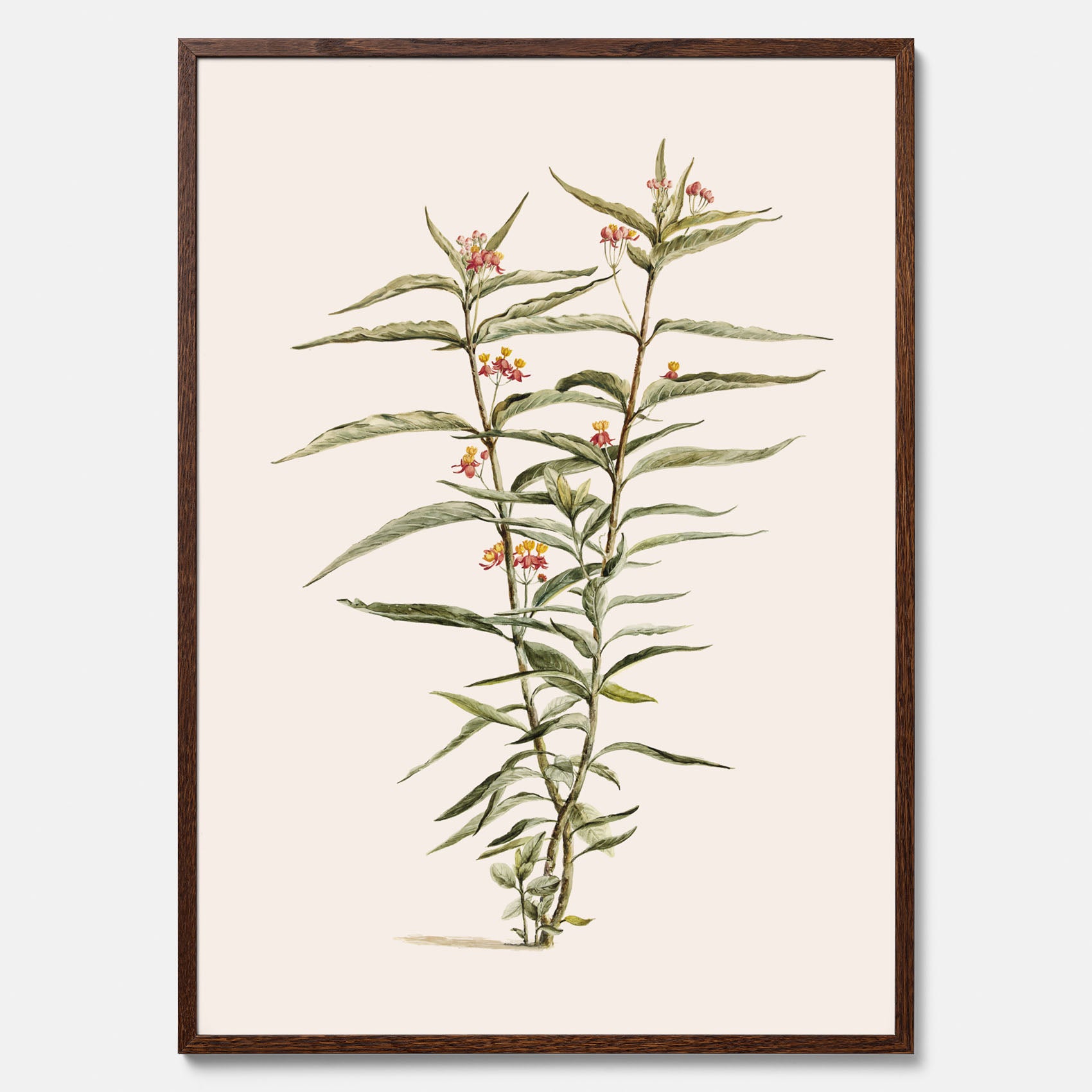 Vintageposter med en botanisk illustration föreställande en röd sidenört
