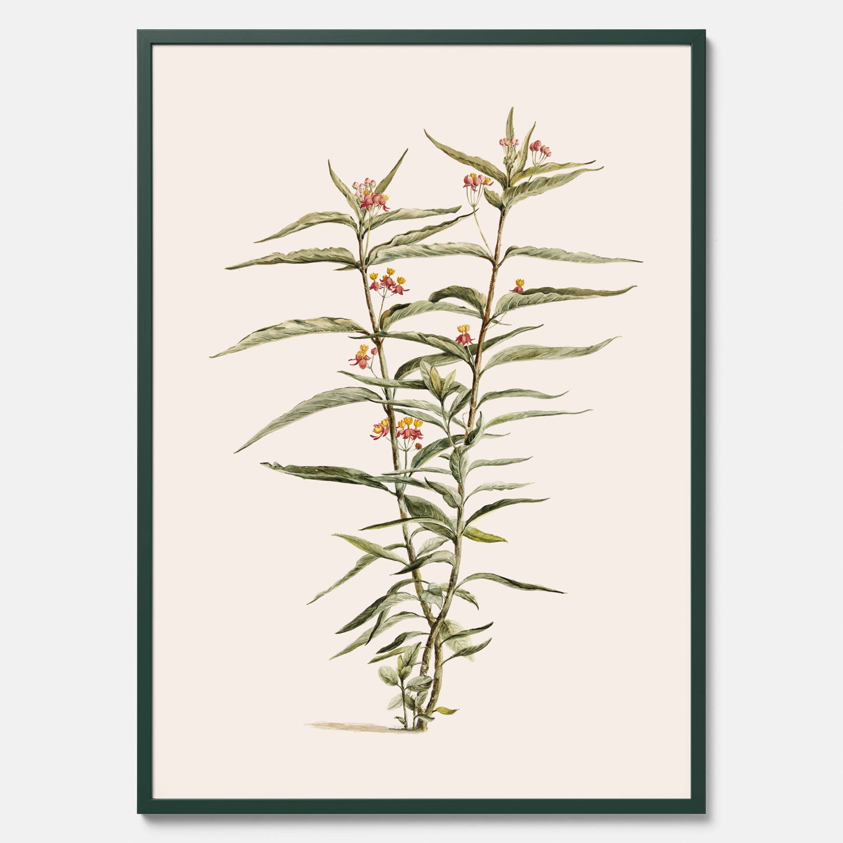 Vintageposter med en botanisk illustration föreställande en röd sidenört