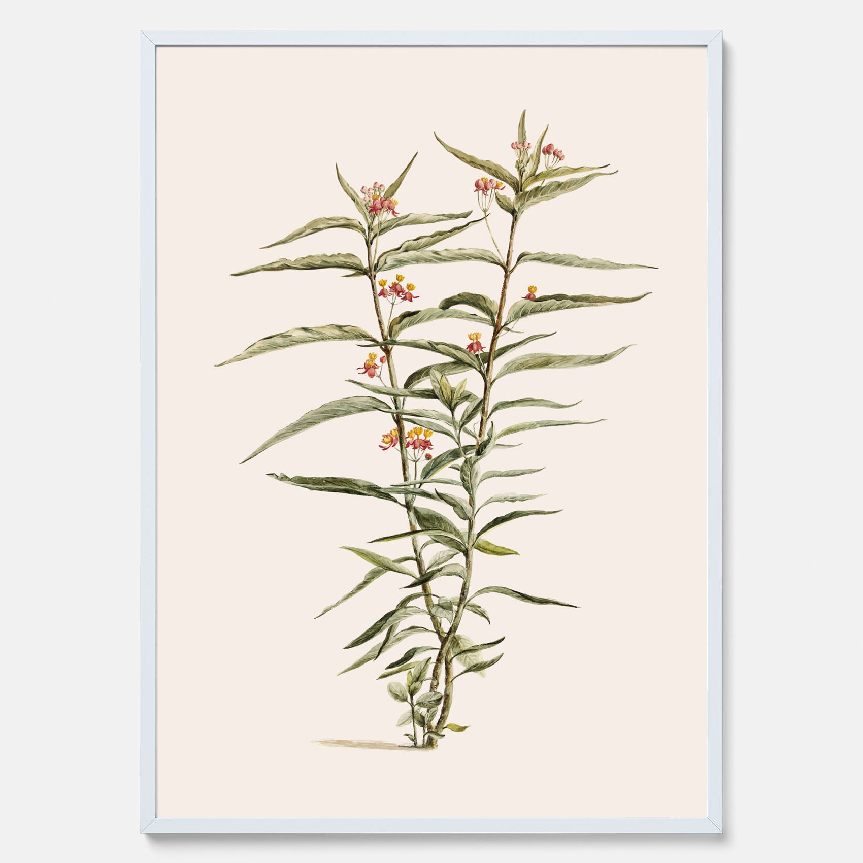 Vintageposter med en botanisk illustration föreställande en röd sidenört
