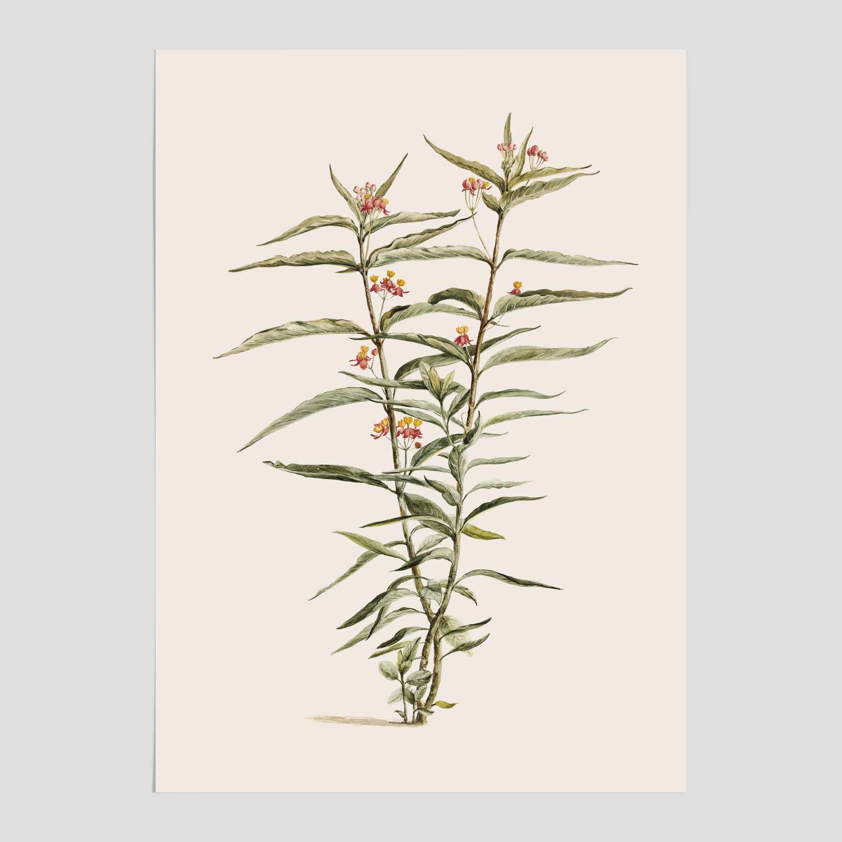 Vintageposter med en botanisk illustration föreställande en röd sidenört