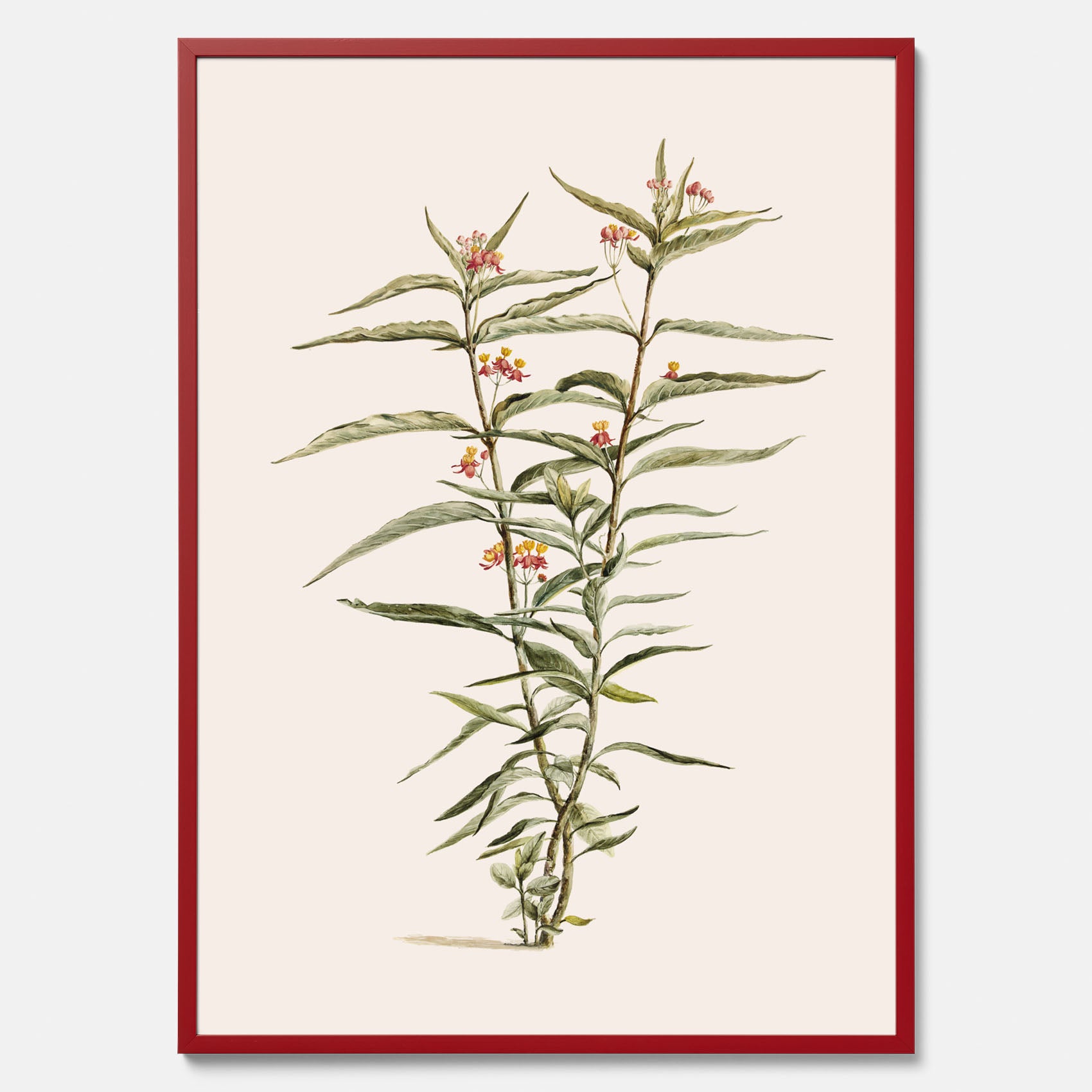 Vintageposter med en botanisk illustration föreställande en röd sidenört