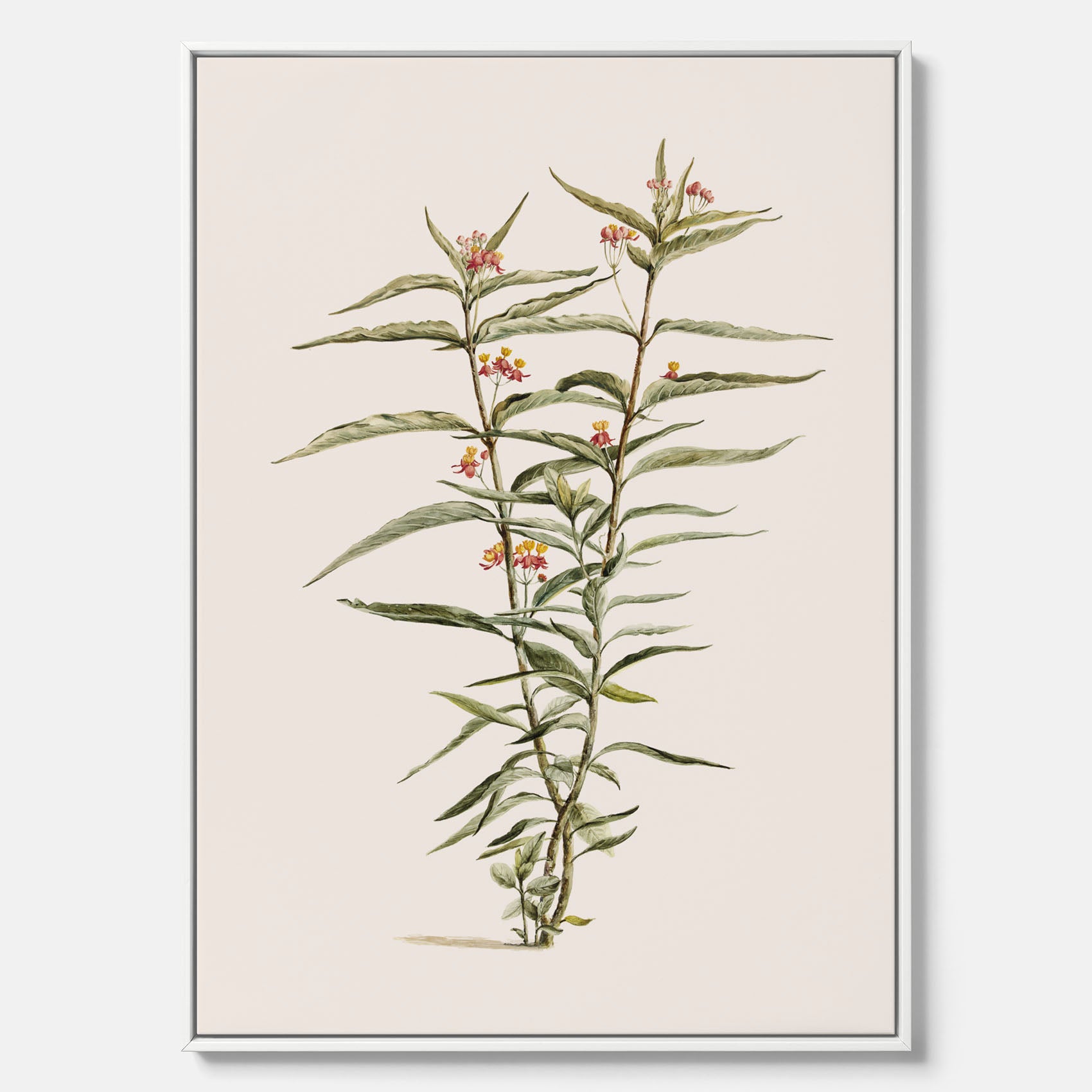 Vintageprint på canvas med en botanisk illustration föreställande en röd sidenört