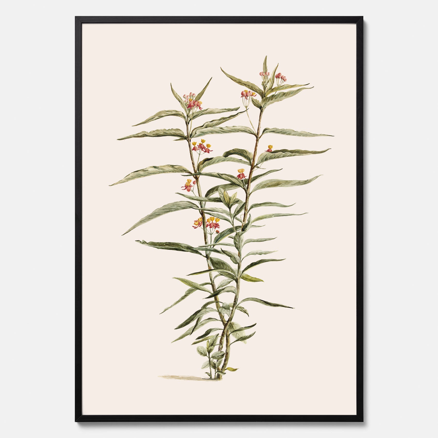 Vintageposter med en botanisk illustration föreställande en röd sidenört
