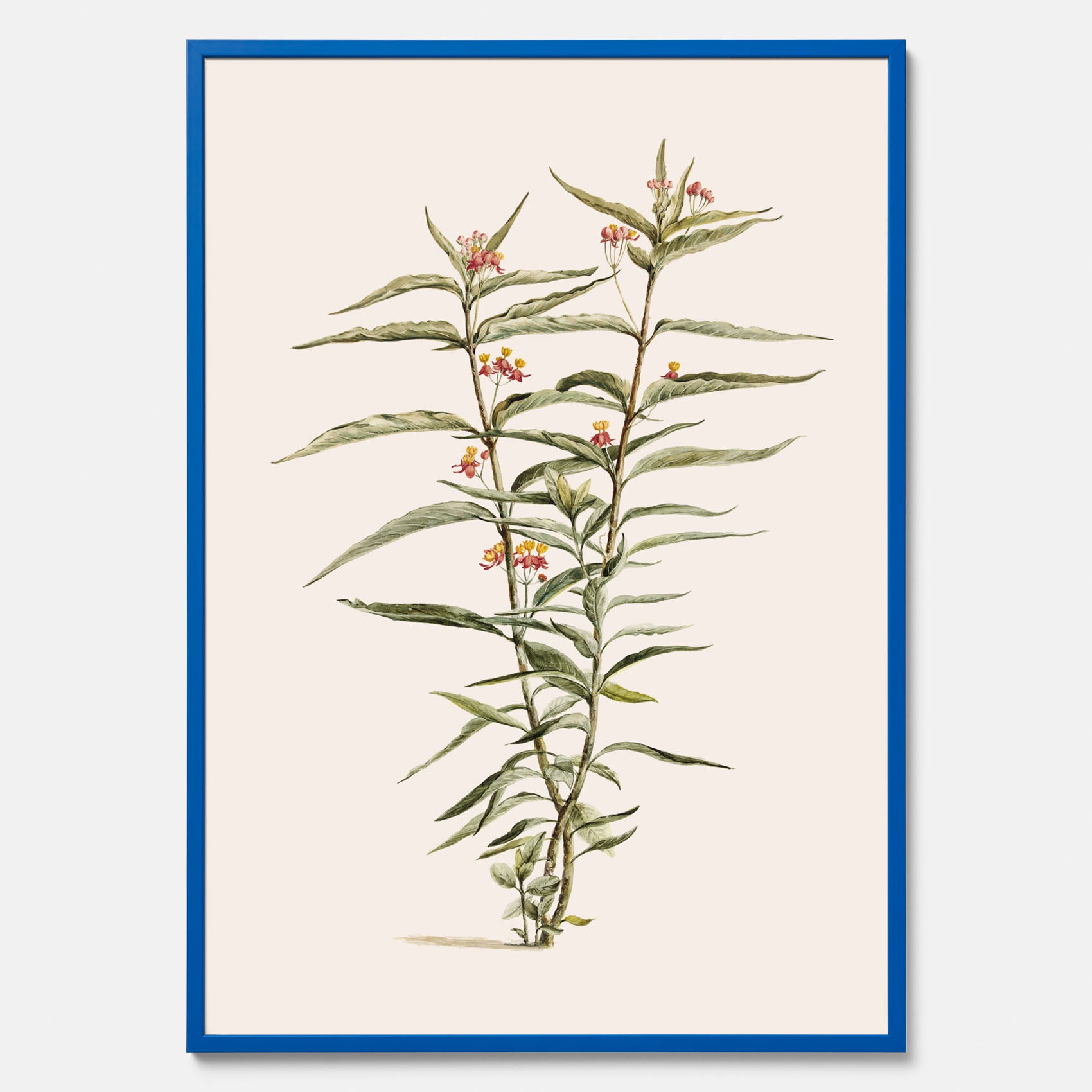 Vintageposter med en botanisk illustration föreställande en röd sidenört