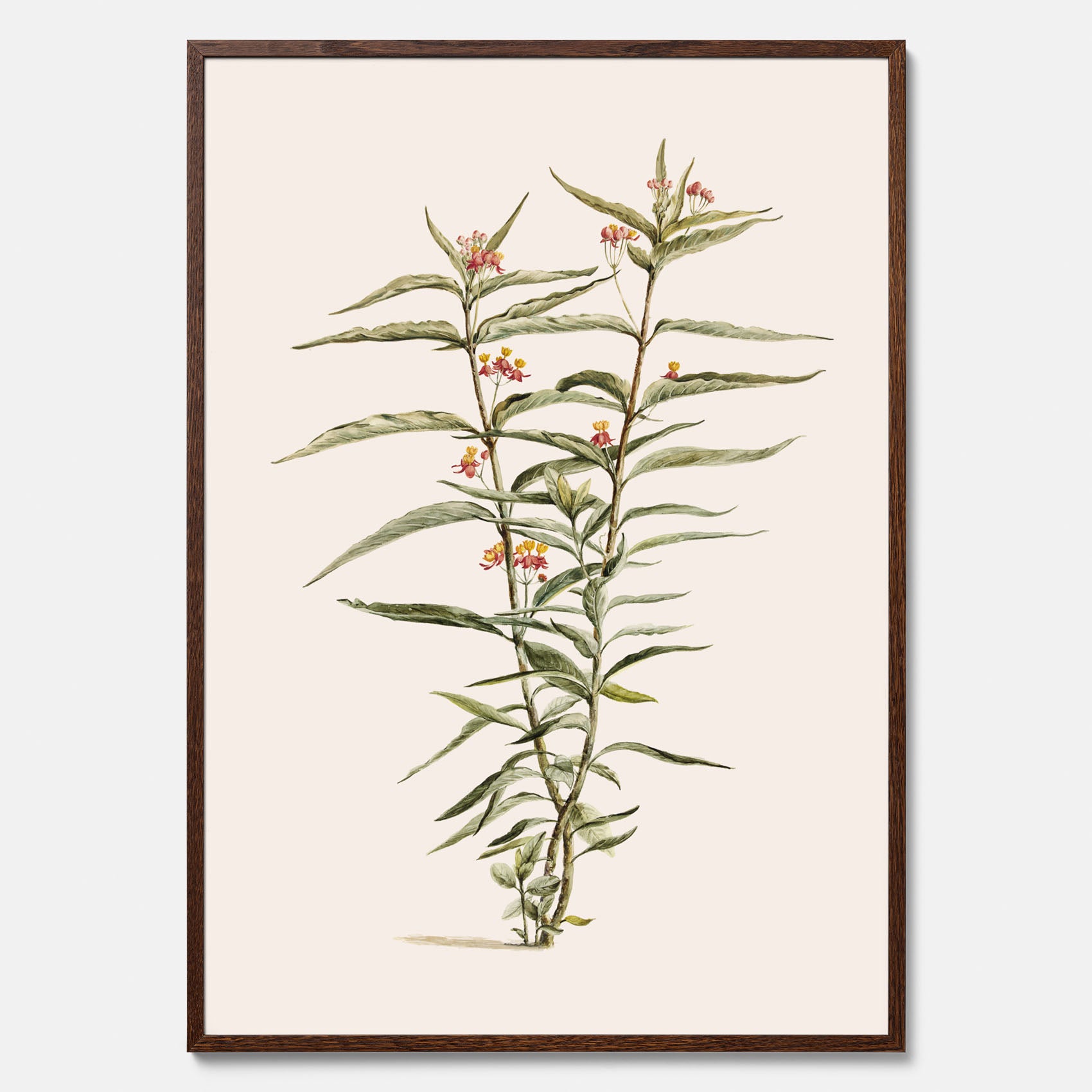 Vintageposter med en botanisk illustration föreställande en röd sidenört