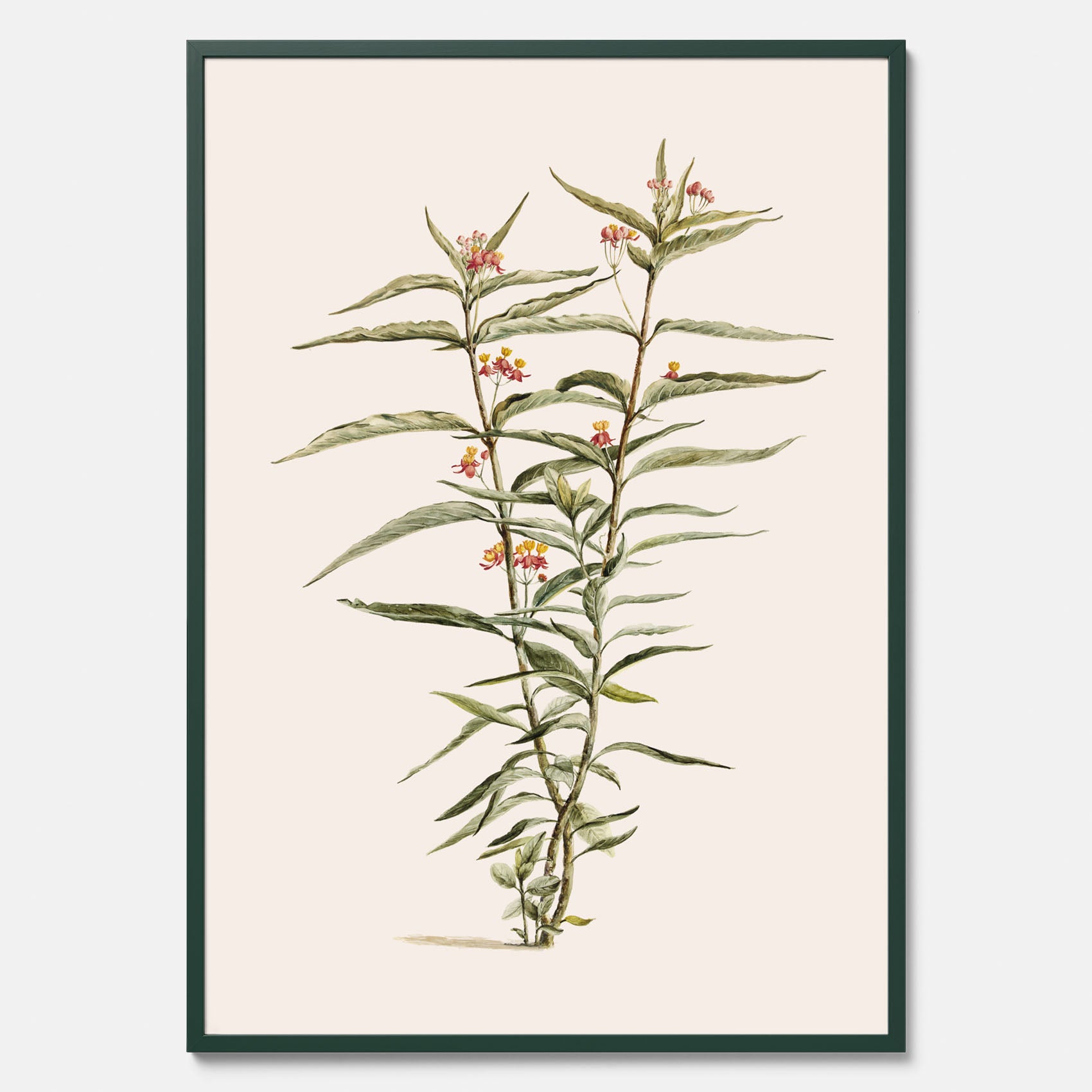 Vintageposter med en botanisk illustration föreställande en röd sidenört
