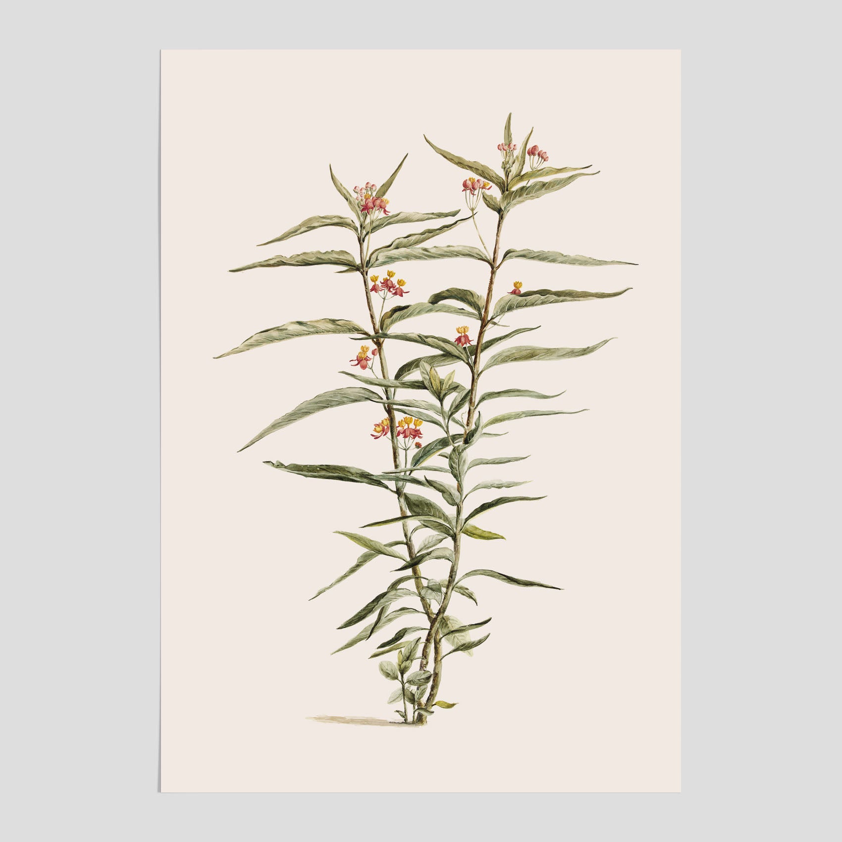Vintageposter med en botanisk illustration föreställande en röd sidenört