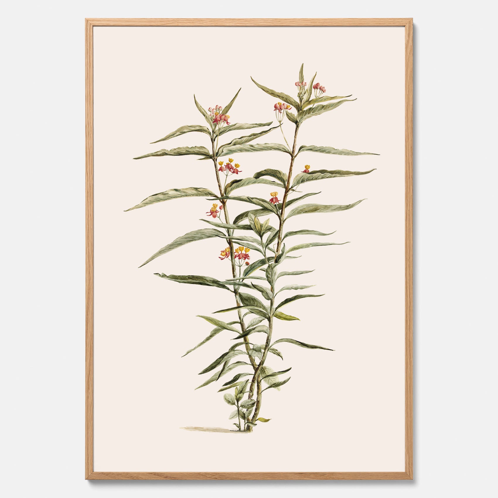 Vintageposter med en botanisk illustration föreställande en röd sidenört