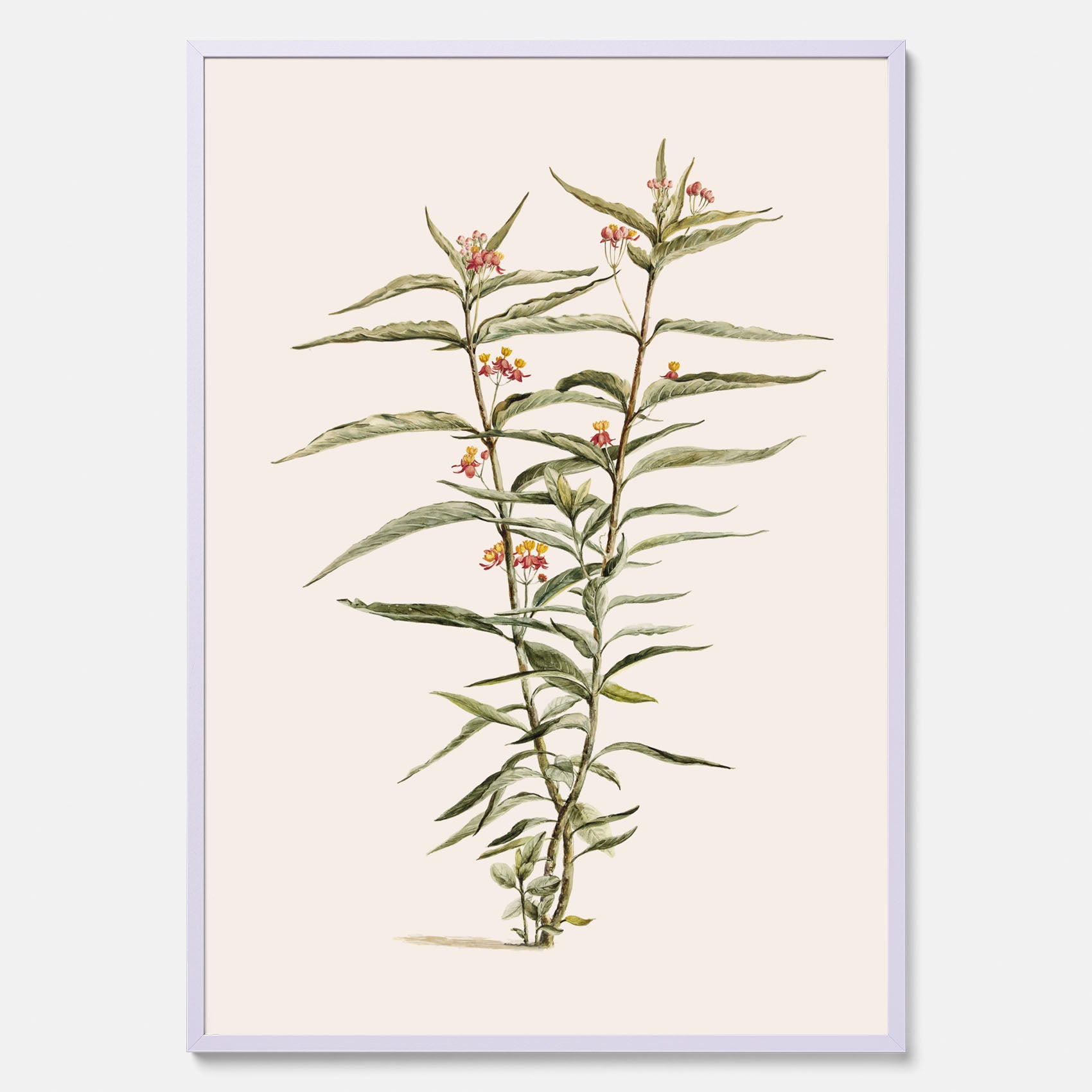 Vintageposter med en botanisk illustration föreställande en röd sidenört