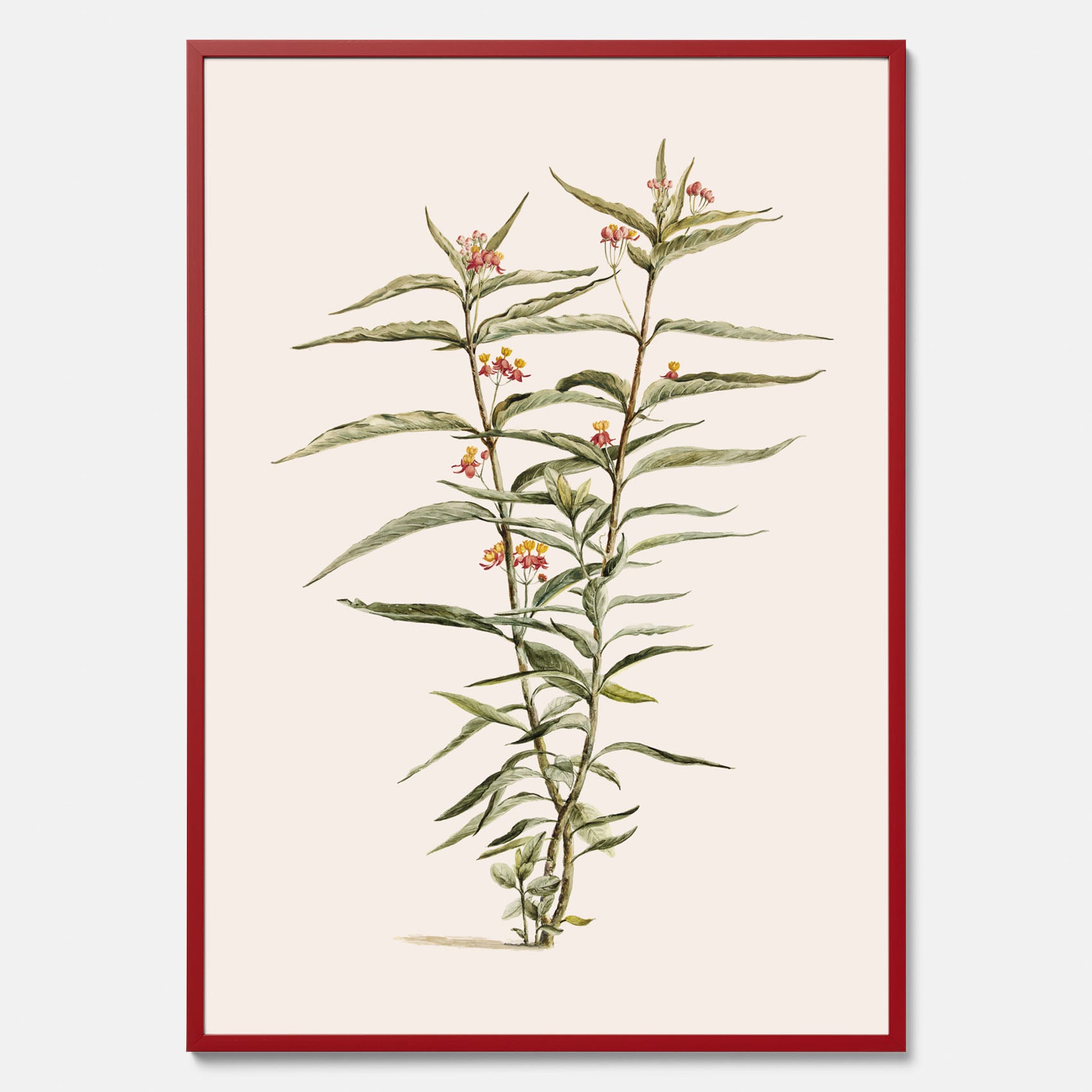Vintageposter med en botanisk illustration föreställande en röd sidenört