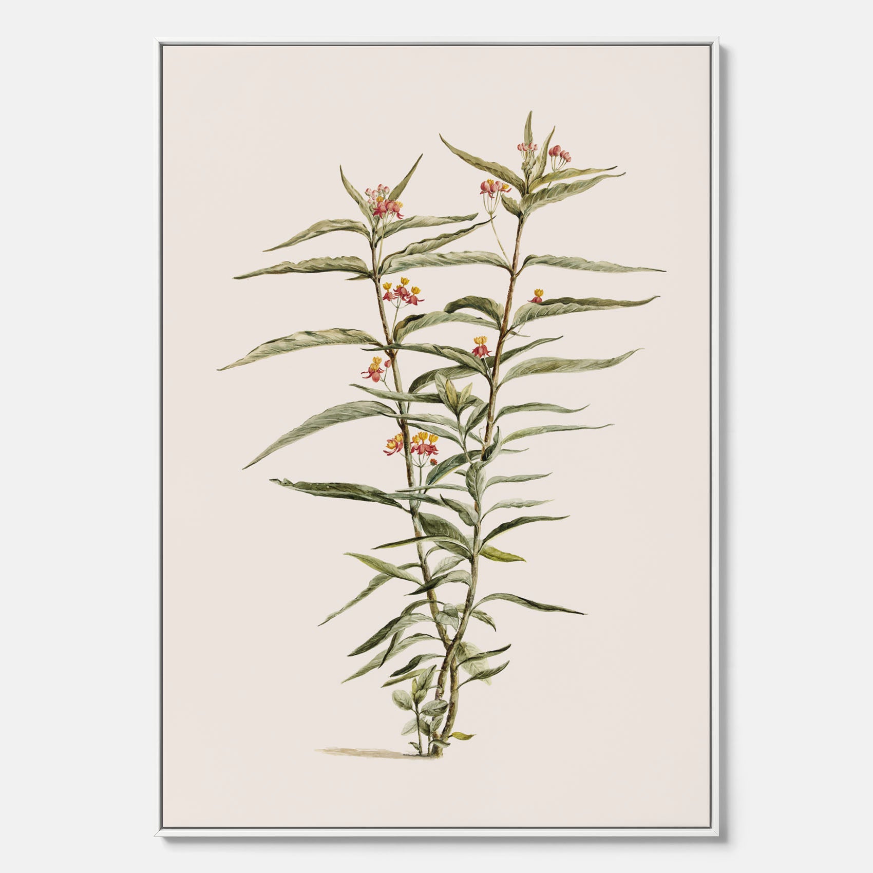 Vintageprint på canvas med en botanisk illustration föreställande en röd sidenört