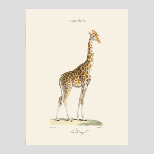En poster som visar en färgillustration av en giraff ritad av den framstående konstnären Florent Prevos år 1837