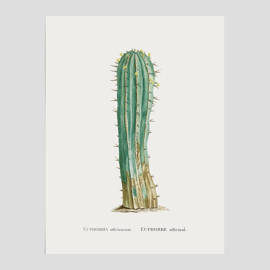 Vintageposter med en illustration av en kaktus