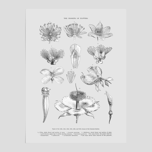 En vintageposter som föreställer blommor utifrån Linnésystemet (även kallad Linnés sexualsystem)