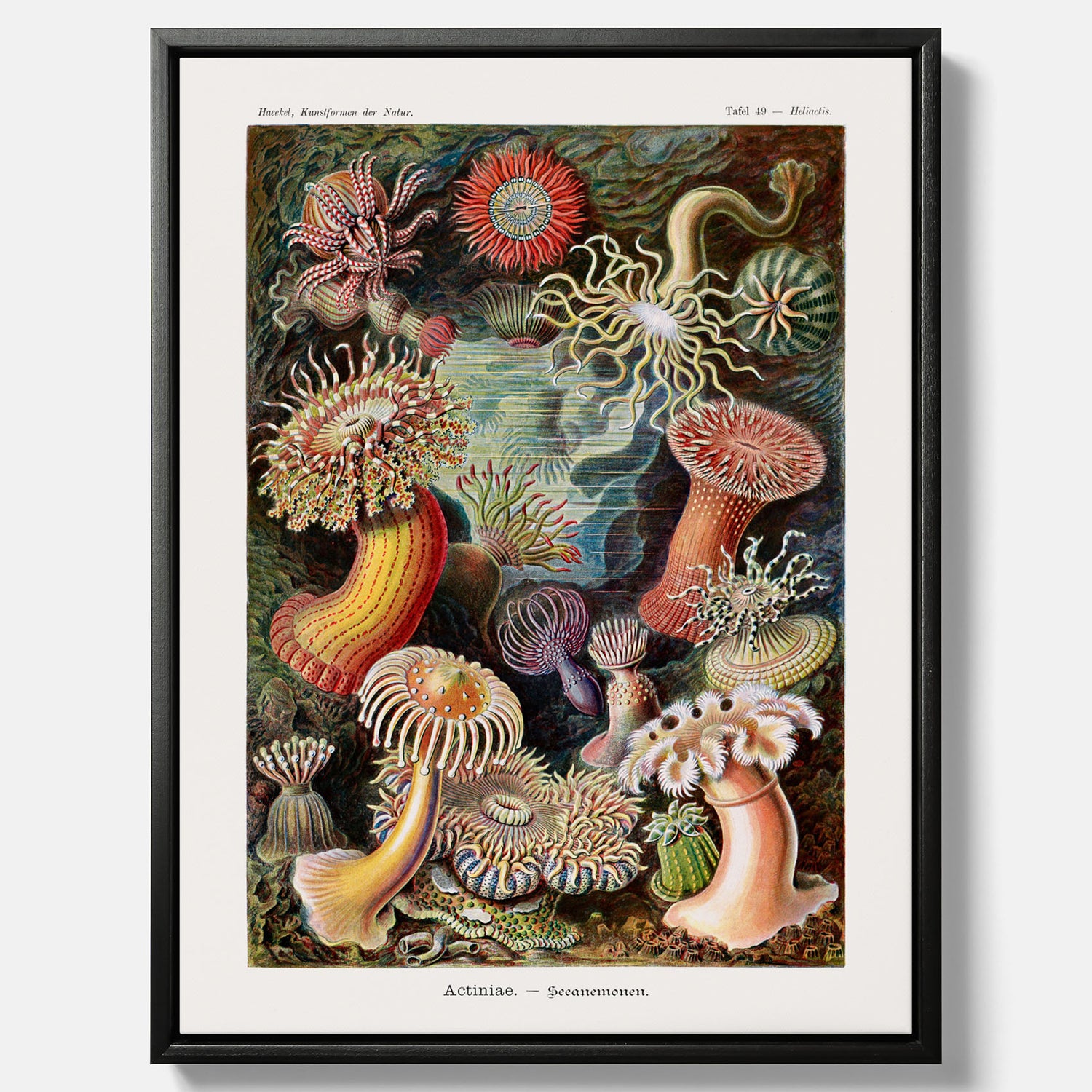 Vintageposter på canvas med en färggrann illustration av havsanemoner ritad av tyska biologen Ernst Haeckel år 1927