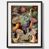Vintageposter på canvas med en färggrann illustration av havsanemoner ritad av tyska biologen Ernst Haeckel år 1927