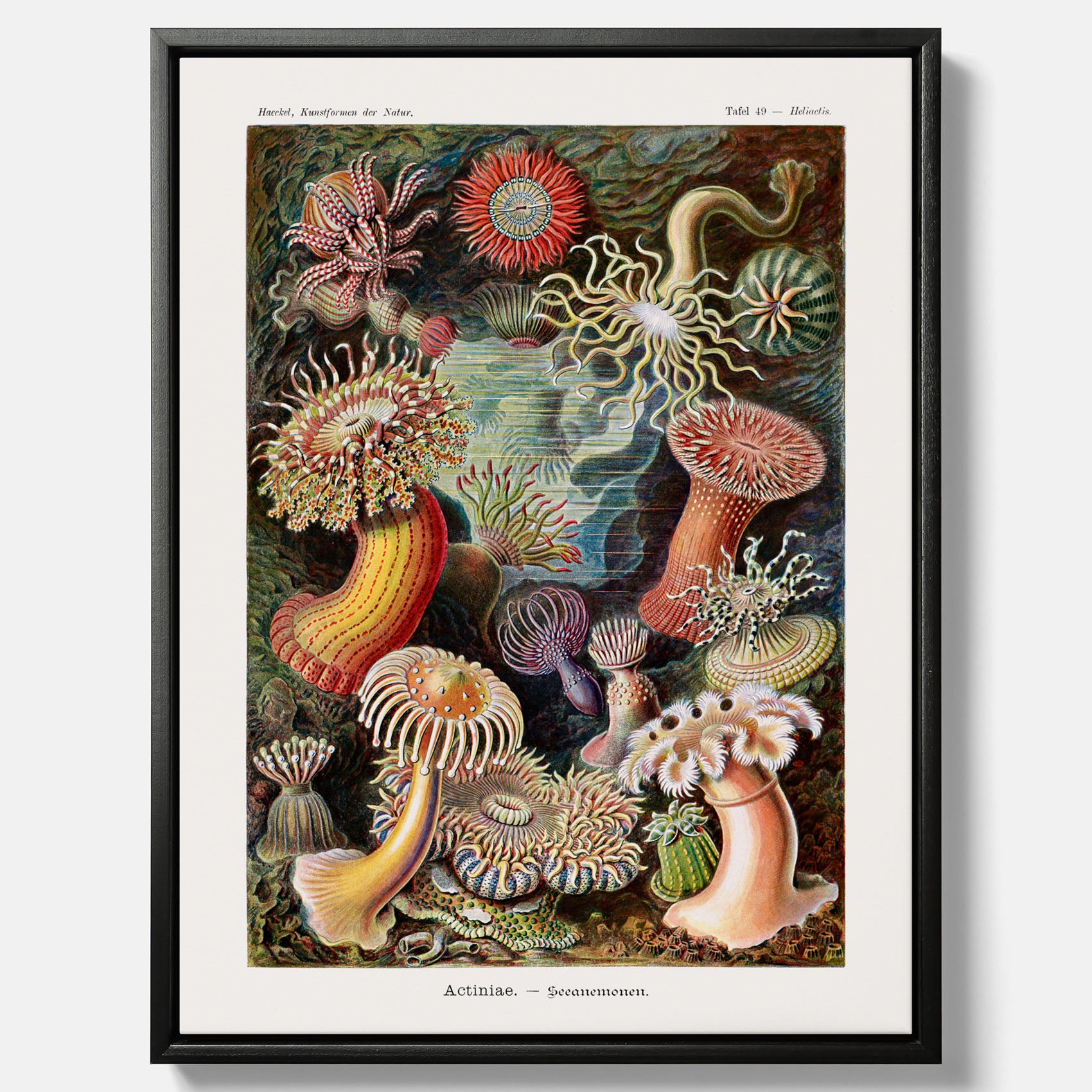 Vintageposter på canvas med en färggrann illustration av havsanemoner ritad av tyska biologen Ernst Haeckel år 1927