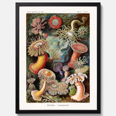 Vintageposter med en färggrann illustration av havsanemoner ritad av tyska biologen Ernst Haeckel år 1904