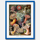 Vintageposter med en färggrann illustration av havsanemoner ritad av tyska biologen Ernst Haeckel år 1905