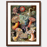 Vintageposter med en färggrann illustration av havsanemoner ritad av tyska biologen Ernst Haeckel år 1906