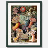 Vintageposter med en färggrann illustration av havsanemoner ritad av tyska biologen Ernst Haeckel år 1907