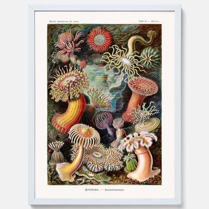 Vintageposter med en färggrann illustration av havsanemoner ritad av tyska biologen Ernst Haeckel år 1908