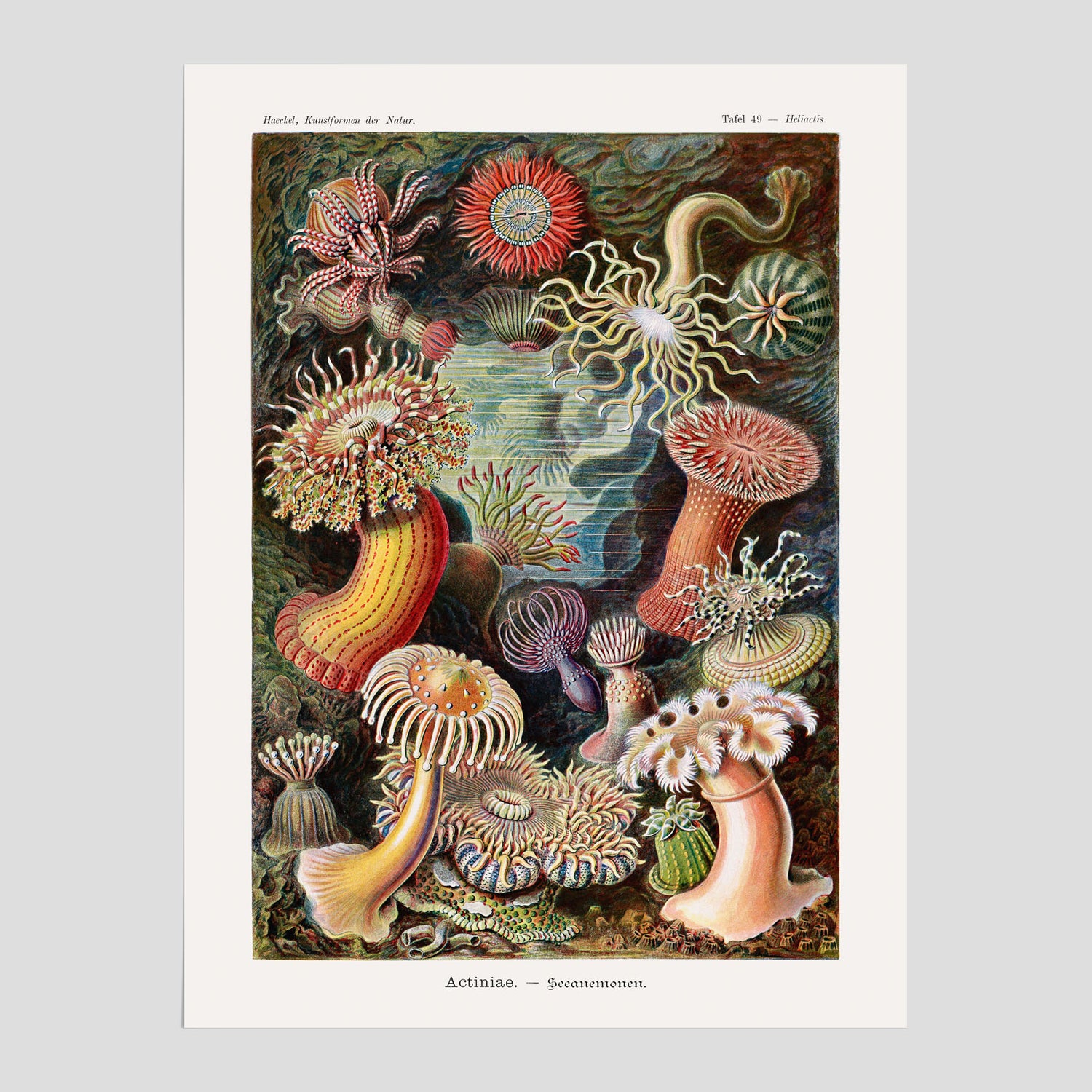 Vintageposter med en färggrann illustration av havsanemoner ritad av tyska biologen Ernst Haeckel år 1909