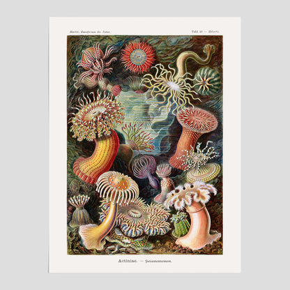Vintageposter med en färggrann illustration av havsanemoner ritad av tyska biologen Ernst Haeckel år 1909