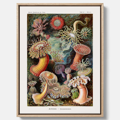 Vintageposter på canvas med en färggrann illustration av havsanemoner ritad av tyska biologen Ernst Haeckel år 1927