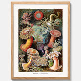 Vintageposter med en färggrann illustration av havsanemoner ritad av tyska biologen Ernst Haeckel år 1910