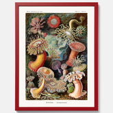 Vintageposter med en färggrann illustration av havsanemoner ritad av tyska biologen Ernst Haeckel år 1913