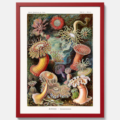 Vintageposter med en färggrann illustration av havsanemoner ritad av tyska biologen Ernst Haeckel år 1913