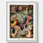 Vintageposter på canvas med en färggrann illustration av havsanemoner ritad av tyska biologen Ernst Haeckel år 1927