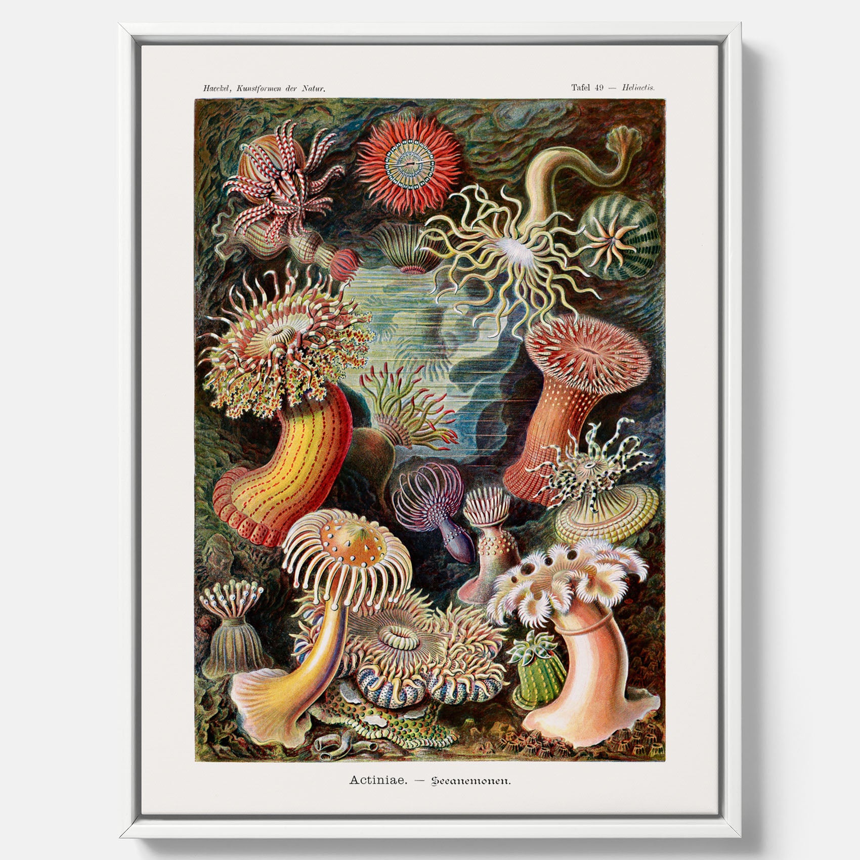 Vintageposter på canvas med en färggrann illustration av havsanemoner ritad av tyska biologen Ernst Haeckel år 1927