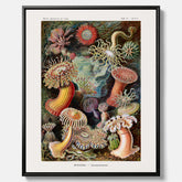 Vintageposter på canvas med en färggrann illustration av havsanemoner ritad av tyska biologen Ernst Haeckel år 1927