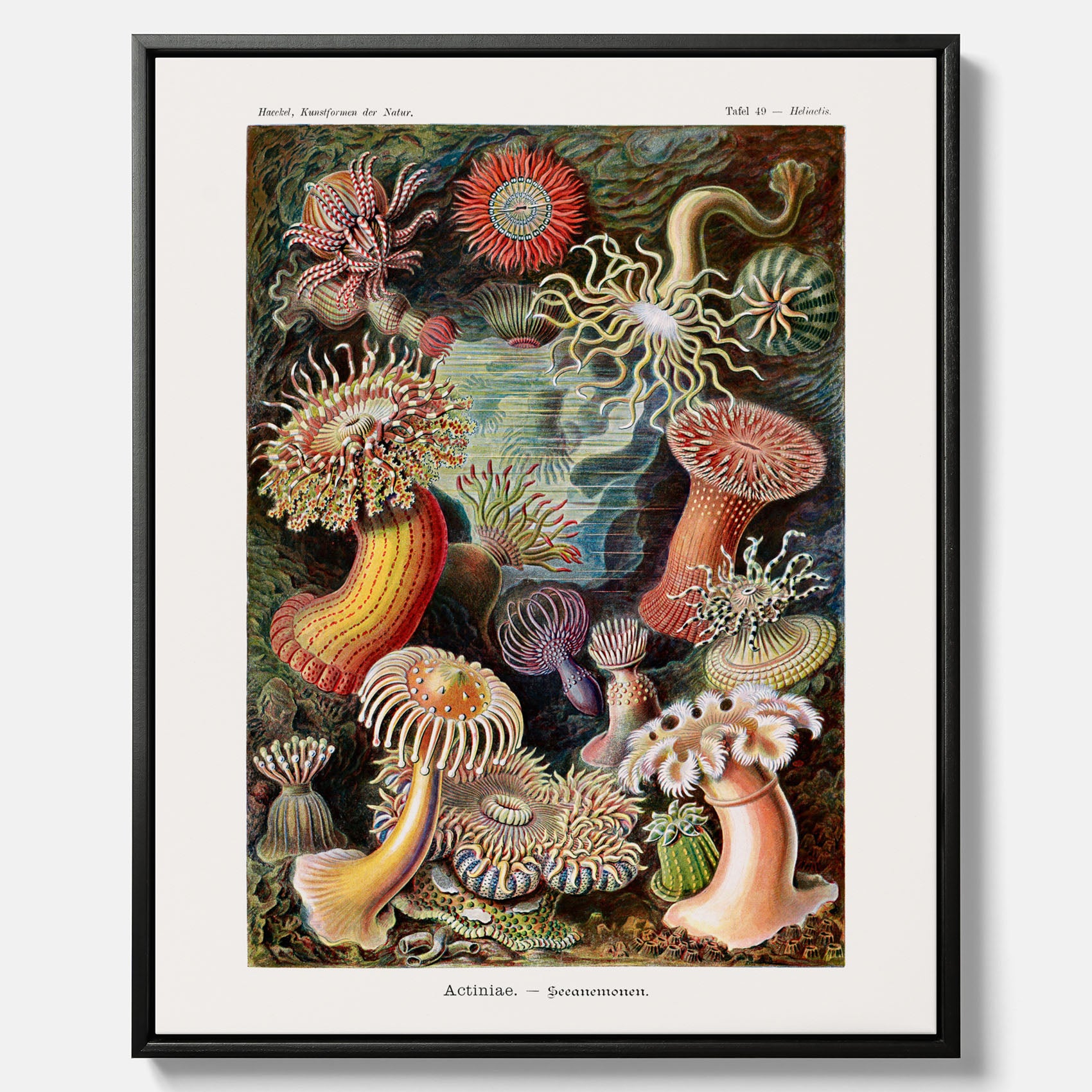 Vintageposter på canvas med en färggrann illustration av havsanemoner ritad av tyska biologen Ernst Haeckel år 1927