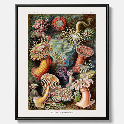 Vintageposter på canvas med en färggrann illustration av havsanemoner ritad av tyska biologen Ernst Haeckel år 1927