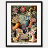 Vintageposter med en färggrann illustration av havsanemoner ritad av tyska biologen Ernst Haeckel år 1916