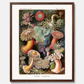 Vintageposter med en färggrann illustration av havsanemoner ritad av tyska biologen Ernst Haeckel år 1917
