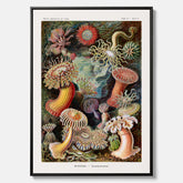Vintageposter på canvas med en färggrann illustration av havsanemoner ritad av tyska biologen Ernst Haeckel år 1927