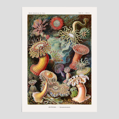 Vintageposter med en färggrann illustration av havsanemoner ritad av tyska biologen Ernst Haeckel år 1926