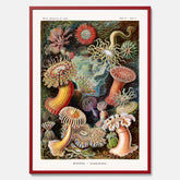 Vintageposter med en färggrann illustration av havsanemoner ritad av tyska biologen Ernst Haeckel år 1930
