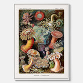 Vintageposter på canvas med en färggrann illustration av havsanemoner ritad av tyska biologen Ernst Haeckel år 1927