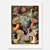Vintageposter med en färggrann illustration av havsanemoner ritad av tyska biologen Ernst Haeckel år 1931